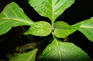 photo salvia plant from top